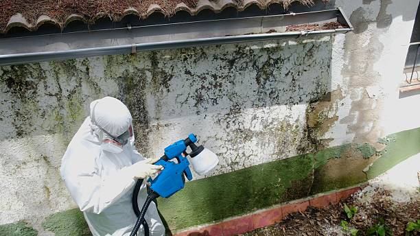 Trusted Mold Remediation service in Mount Pleasant Mills, PA - Cheap Mold Removal